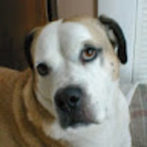 Meet your Posher, Al